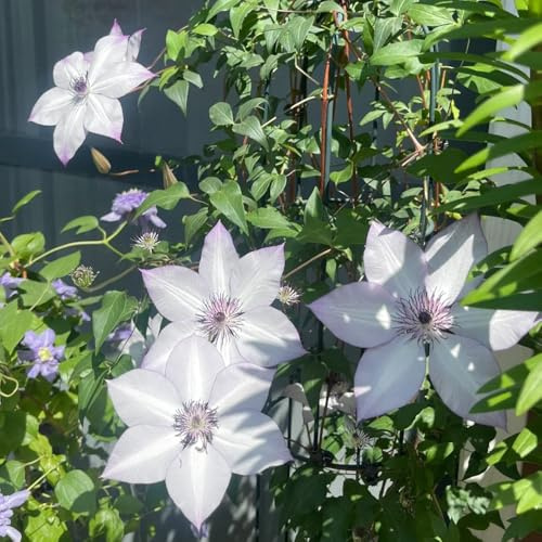 clematissamen - gastgeschenk clematis florida - gartendeko für draußen balkongewächshäuser garten bonsai 100pcs