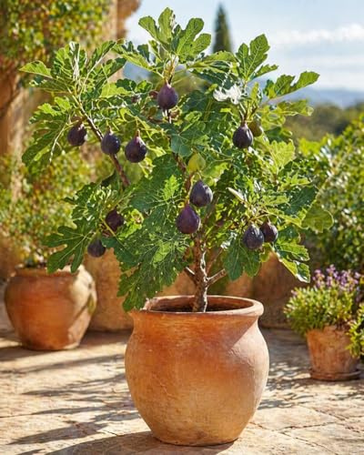 Ficus carica ‘Napolitana’ Feigenbaum 70–100 cm – Winterharte Echte Feige für Garten, Terrasse & Kübel