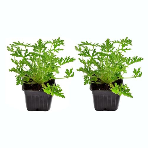 Plantas Vivas de Geranio Limonero Pack de 2 Plantas Pelargonium Citrodorum