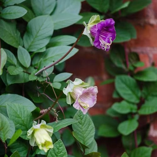 semi di campanula - campanula d'appartamento rare per l' di semi ombra selvatici Decorazioni giardino per esterni 100semi