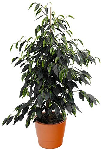 1 Ficus Danielle Plante à feuilles persistantes | Les meilleures plantes d’intérieur | Figuier pleureur en pot 30-40 cm