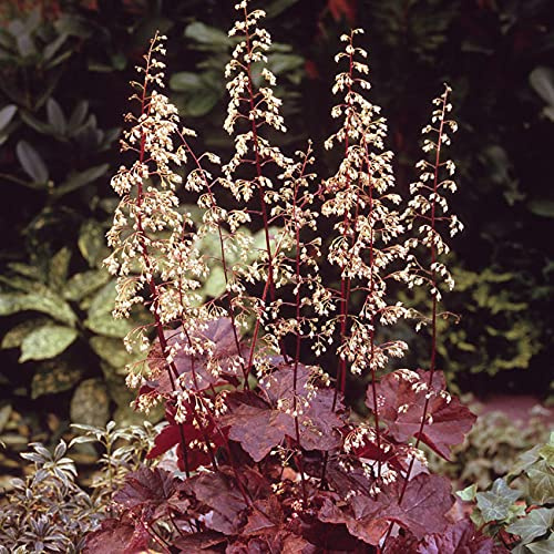 GARTEN SCHLÜTER® Purpurglöckchen Palace Purple - Heuchera - 3 Liter - Topf | Für Beet, Kübel und Steingarten - winterhart und mehrjährig - 1 Pflanze