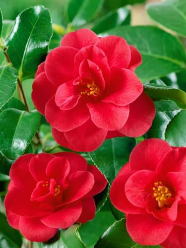 Kamelie Camellia japonica Mary Williams 25-30 cm Kübelpflanze immergrün