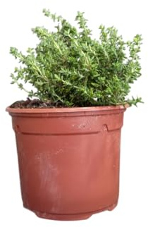 Planta de Tomillo Natural Perfecto para Jardinería y de Uso Culinario