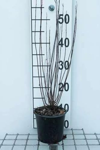 Salix purp. 'Nana' ('gracilis') - Saule Artique Nain, Osier Pourpre Nain, Saule Pourpre Nain 30-40 cm en pot