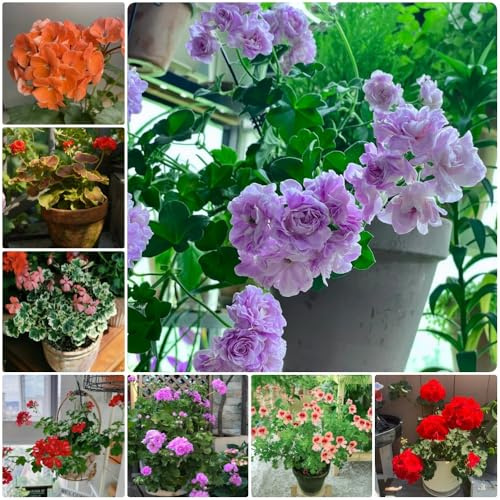 Semillas de geranio - para lugares soleados Pelargonium hortorum - raras 150pcs