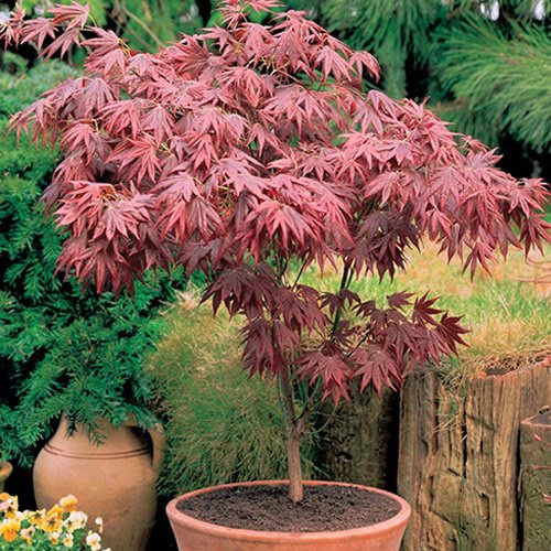 3 x Gardeners Dream Japanischer Fächerahorn Acer Palmatum Atropurpureum - Japanischer Ahorn Winterhart im 9cm Topf - Winterharte Pflanzen für Garten, Kübel & Balkon - Roter Ahorn Baum - Mehrjährig