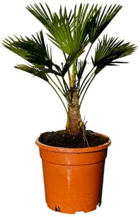 Tropictrees - Trachycarpus Wagnerianus - Wagnerpalme - Gesamthöhe ca. 90cm - Stammhöhe 15-25 cm - A+
