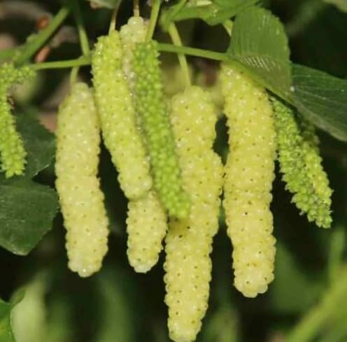 Vivaio Garden Forest Gelso Bianco del Pakistan Morus Saharanpur H 160 cm