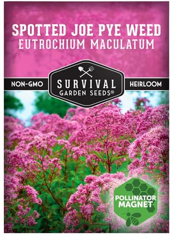 Survival Garden Seeds - Spotted Joe Pye Weed Seeds for Planting | Eutrochium maculatum | Butterfly Magnet | Perennial North American Native Wildflower - 1 Pack