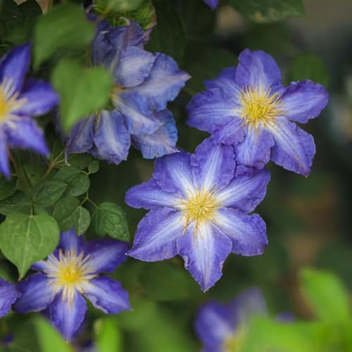 Clematide - klematis, tappezzante e resistente da giardino roccioso in vaso balcone serra da giardino interno 5Bulbi