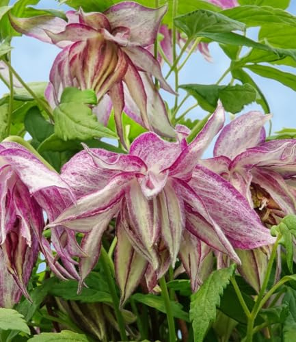 BALDUR Garten 1x Clematis 'Pink Surprise®', Pflanze im 9x9 cm-Topf | mehrjährig & winterhart, pflegeleicht, reichblühend, klettert & blüht am Spalier, Zaun & Obelisk, gefüllte Blüten