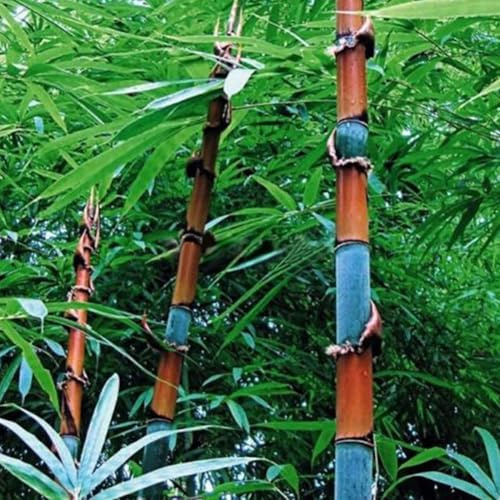 Roadoor 100pcs Bambus Samen, Hardy, Bambus Pflanzensamen, Blumensamen für Garten und Balkon, Gartenblumen, Idea Gartenpflanzen, Balkonpflanzen 100 Pezzi di Semi di bambù Tinwa