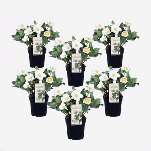 Helleborus 'Mont Blanc' - Satz von 6-20-30cm - Ø12cm - Multideal