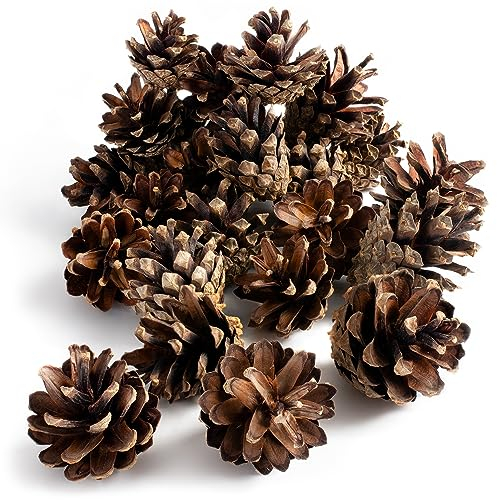 GARDIGO® Pommes de Pin Naturelles - 80 Pièces, Hôtel à Insectes, Matériau de Remplissage pour Maison d'Insectes, Aide à la Nidification pour Insectes, Décoration de Noël.