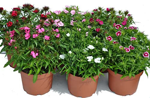 Claveles Naturales - Pack 6 Plantas - Clavel Chino Plantas Naturales para Terraza y Jardín