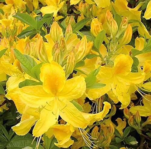 Hochstamm Azalee Goldtopas 60-80cm - Rhododendron luteum - Alpenrose - lebende Gartenpflanze aus den Baumschulen