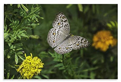 flechr Graue Stiefmütterchen, Schmetterling, Pflanzenflügel, Tier, Leinwand, Kunstdruck, Poster, Foto, Bild, Malerei, Poster, Raumdekoration, 50 x 75 cm