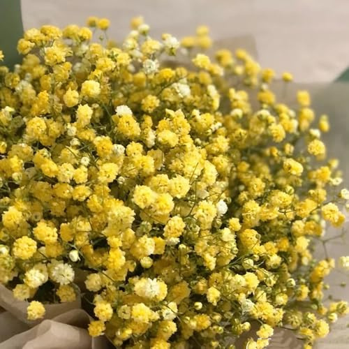 schleierkraut gartenkräuter mehrjährige stauden balkon garten topfpflanze schnittblumen blumengarten büropflanzen blumensamen kräutergarten zimmerbonsai bonsai exotische zimmerpflanzen 20samen
