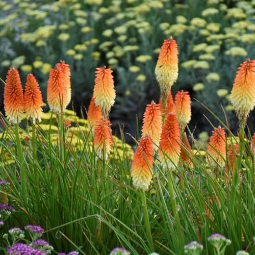 Semillas de lirio antorcha - semillas de silvestres Decoración jardín para exteriores variedades antiguas jardín rocas resistentes balcón raras perennes 150pcs