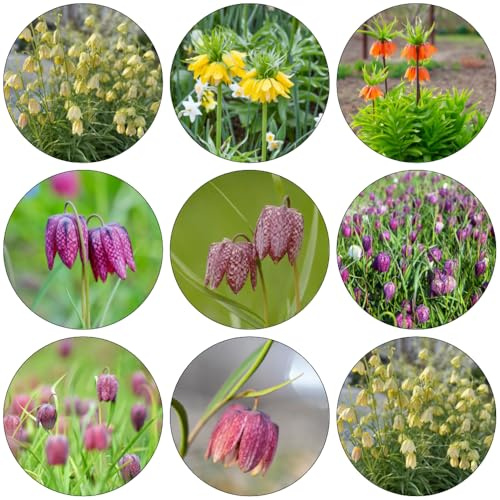 fritillaria bulbi corona imperiale per ufficio, letti elevati per giardino, decorazione di balconi, bonsai da interno, giardino primavera 4 pezzi