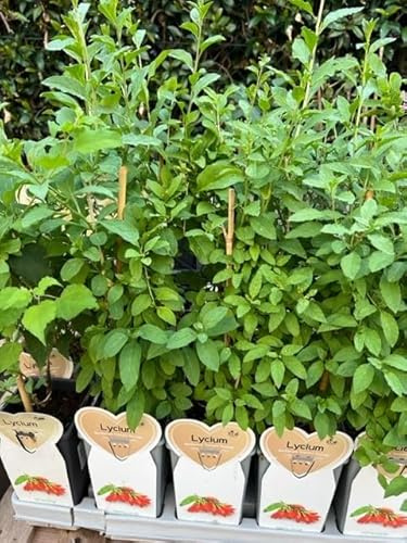 5 PIANTE DI LYCIUM BARBARUMBACCHE DI GOJI SU VASO CM 12 ALTO