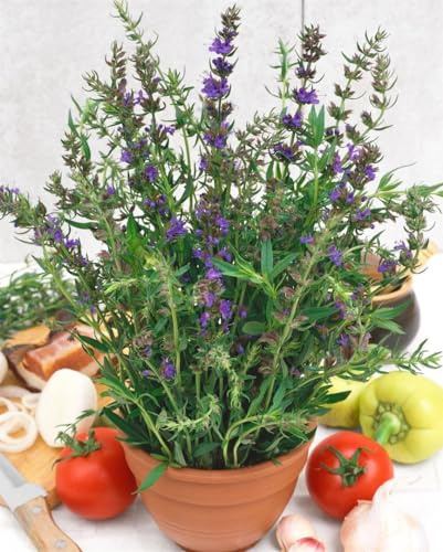 Hyssopus officinalis 9x9 cm Topf – Winterhart, Mehrjährig, Pflegeleicht – Echter Ysop – Gewürz- und Heilpflanze für Kräuterbeet & Kübel