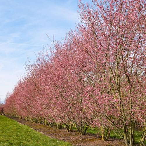 Vivai le Georgiche - Pianta vera di Prunus incisa Paean Ciliegio 'Paean' Ciliegio da fiore 'Paean' - vaso Ø 17 cm - altezza alla vendita 30-40 cm