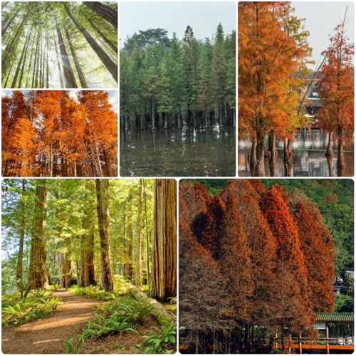 Secuoya de semillas - cubren el suelo resistentes Regalos jardín 100pcs