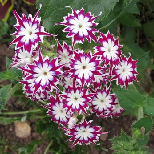 Phlox de alfombra - flox subulata decoración de decorativa verano elevado jardín semillas decoración jardín rocas semillas 100pcs