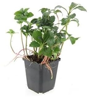 Bodendecker - Schattengrün - Dickmännchen - Pachysandra 'Green Sheen' - 9cm Topf - Set mit 20 Pflanzen