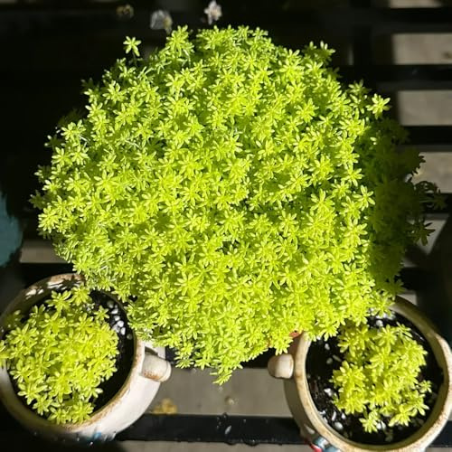 Semillas de Sedum Lineare, variedades antiguas para lugares soleados Decoración de jardín para exteriores raras regalos para jardineros 1500pcs