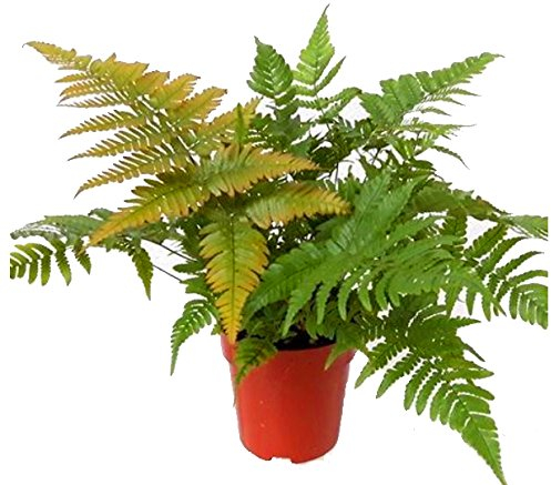 Rotschleierfarn - Dryopteris erythrosora- winterharter, wintergrüner, Farn 12 cm Topf als Kübelpflanze Balkonpflanze, Schattenpflanze Beetpflanze