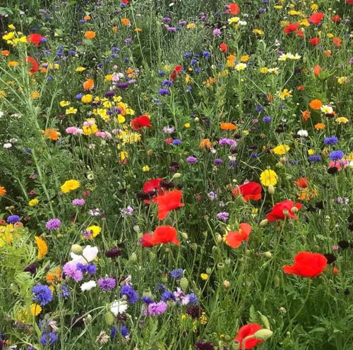 Kaleidoscope Wildflower Seed Mix 100% 50g ( covers 25 sq m) s/l HC5 SLMH