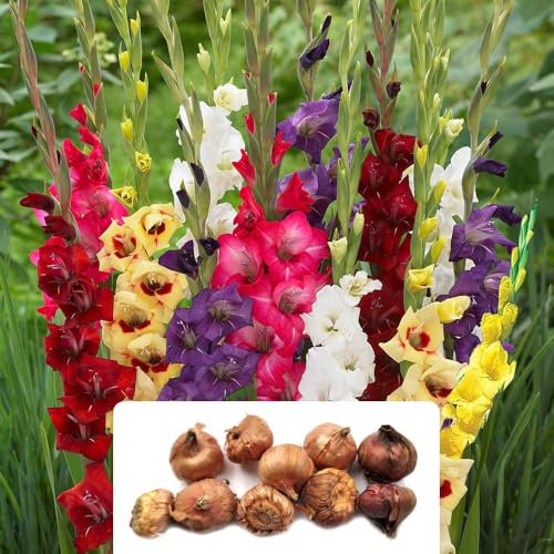 10 Gladiolus Large Flowering Mixed Bulbs – Stunning Blush-Coloured Blooms – Perennial, Summer Flowering – Perfect for UK Gardens & Climate Conditions