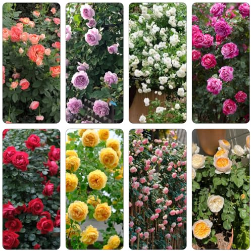 rosal - balcón de en rosales trepadores de jardín, enredaderas, decoración selvática elevado, decoración otoñal, sala estar Decoraciones 300semillas
