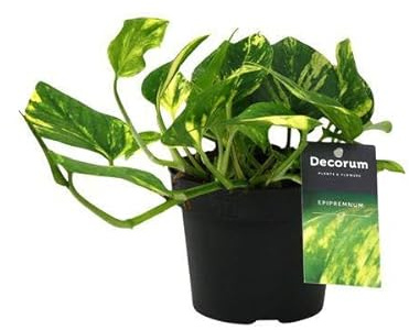 Efeutute Scindapsus Epipremnum N’Joy Gold – Ø12cm – 25cm – Pflegeleichte Rankpflanze & luftreinigende Zimmerpflanze – Grünpflanze für Wohnzimmer, Büro & Schlafzimmer