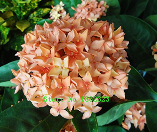 Heiß! 20 Farben 300 Hydrangea semi/semi di fiori borsa di ortensia in vaso gerani balcone ortensie semi impianto al coperto