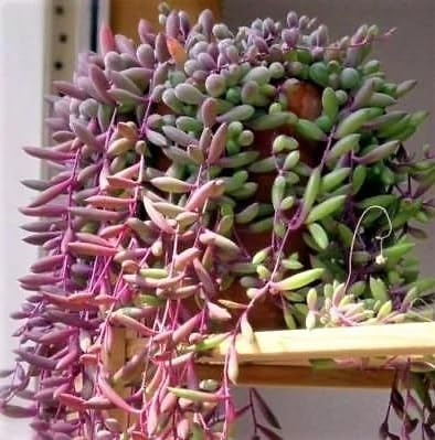 VIVAIO GARDEN FOREST Senecio 'Purple Flush' Pianta Succulenta Vaso 14 cm | Pianta Ornamentale, Foglie Viola Decorative, Interno o Esterno, Decorativa