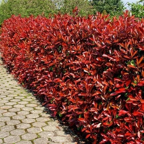 1 x Large Photinia Red Robin - 9cm Pot Ready to Plant