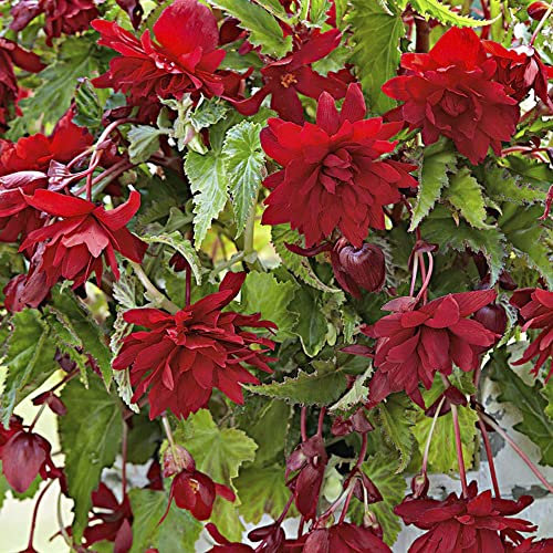 1 x Begonia Pendula Red – Hanging Blooms – Perennial – Summer Flowering Bulb – for Your Beautiful Garden.