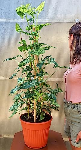 POWERS TO FLOWERS - SYNGONIUM MOTTLED A PIRAMIDE, pianta vera