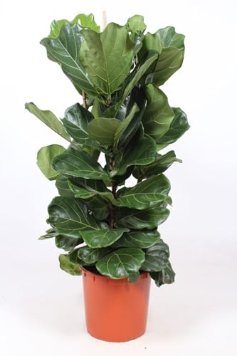 Geigenfeige, (Ficus lyrata), (2er Tuff im 34cm Topf, ca. 140cm hoch)