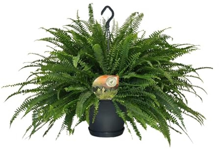 Nephrolepis Green Lady Schwertfarn Zimmerpflanze Ø20cm Höhe ca.60cm Boston Farn pflegeleicht luftreinigende Grünpflanze für Badezimmer Wohnzimmer Büro hängend oder stehend