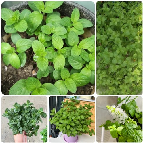 semi di menta verde perenne resistente, antichi dell'orto, invernali, balcone orto 1000pcs
