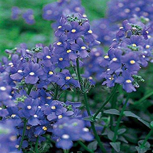 Nemesia- (Nemesia strumosa) - Blu Gem - 100 semi