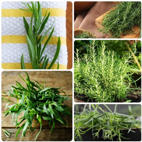 Semi di dragoncello biologici, verdi vecchie varietà resistenti per il giardino per giardino di copertura del terreno acquistare 150pcs