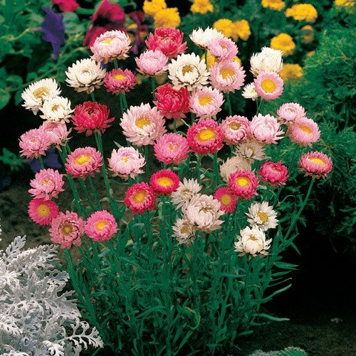 ACROLINO ROSEUM MISCUGLIO NR.100 SEMI