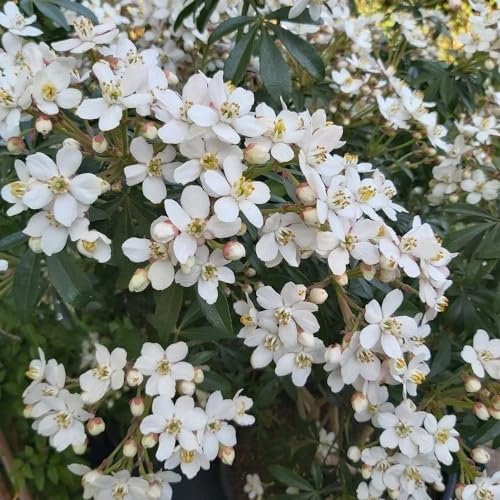 Plant Theory Greenfingers Mexican Orange Blossom Choisya Shrub Plant 2L Pot