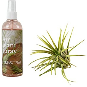 Planta del Aire Color Verde + Spray para Tillandsias con Abono Natural Ecológico